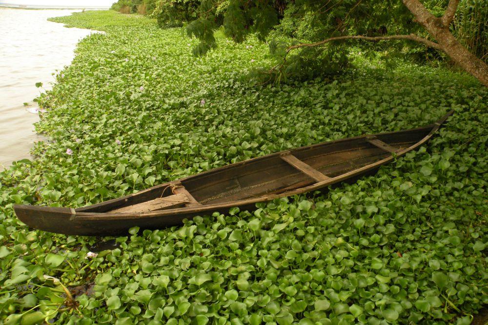 Alappuzha (5)